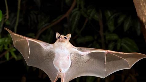 蝙蝠飛進家裡 嗤之以鼻是什麼意思